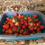 Allotment Strawberries