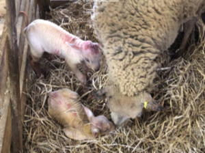 Lambs 10 minutes old